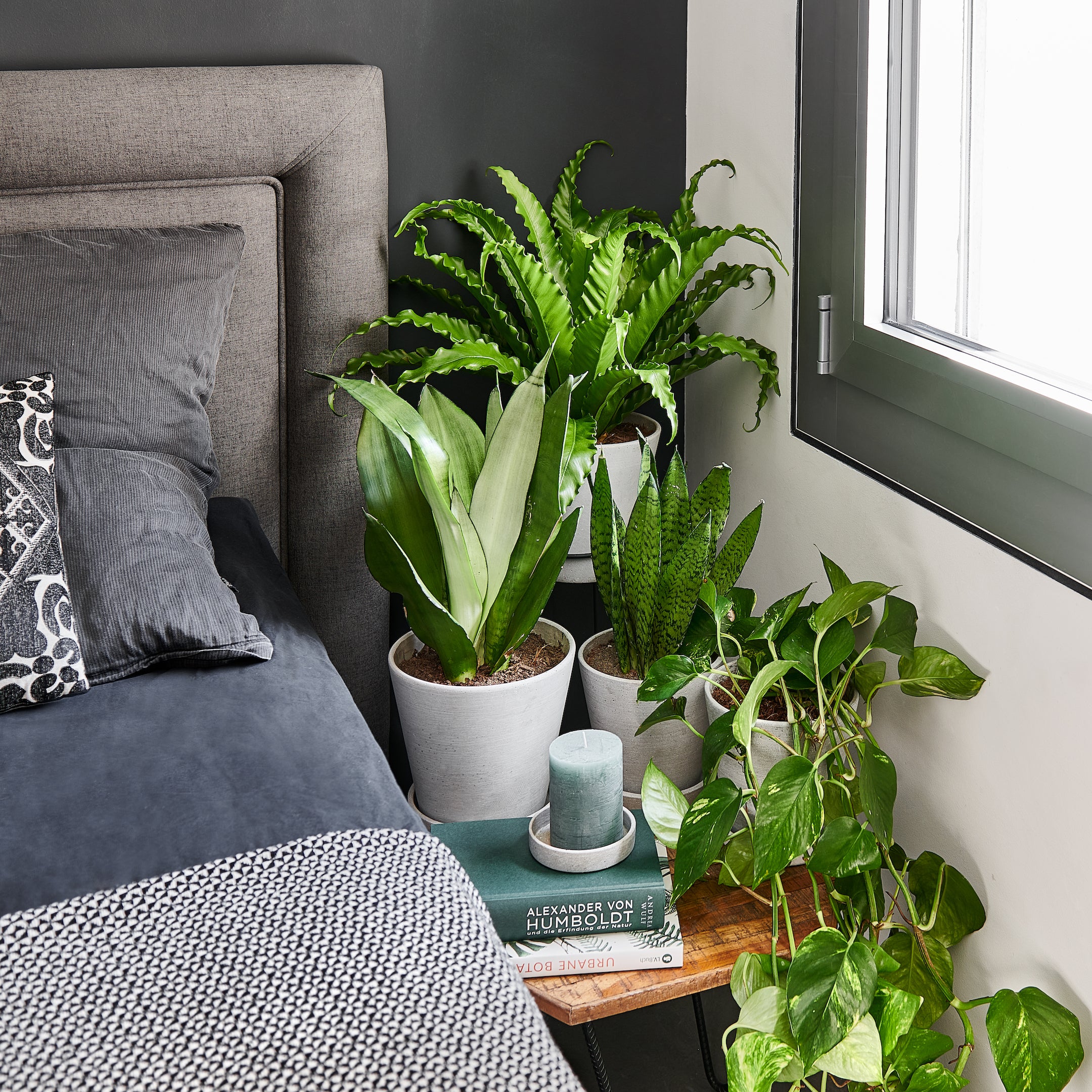 Sleeboo: Die Rolle der Pflanzen in Ihrem Schlafzimmer Banner